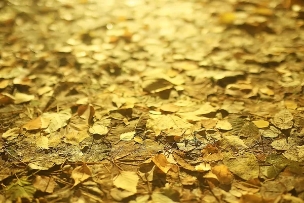 Outono Fundo Com Folhas Amarelas Caídas Uma Árvore — Fotografia de Stock