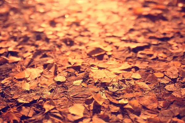 Herbst Hintergrund Mit Gelben Blättern Von Einem Baum Gefallen — Stockfoto