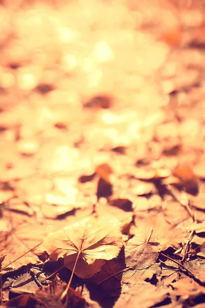 Φθινοπωρινό Φόντο Κίτρινα Φύλλα Πεσμένα Από Ένα Δέντρο — Φωτογραφία Αρχείου