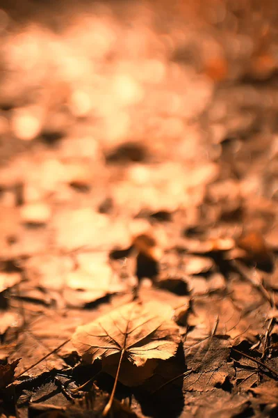 Autumn Background Yellow Leaves Fallen Tree — Stock Photo, Image