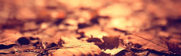 Желтые Осенние Листья Текстура Опавших Листьев — стоковое фото