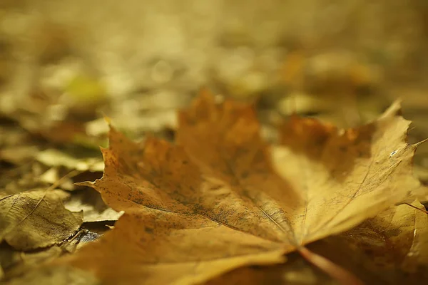 Podzimní Pozadí Žluté Listy Padlých Stromu — Stock fotografie