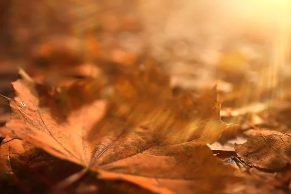 Sunny Autumn Day Background Beautiful Autumn Leaves Sunlight — Stock Photo, Image