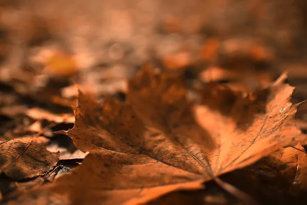 Herbst Hintergrund Mit Gelben Blättern Von Einem Baum Gefallen — Stockfoto