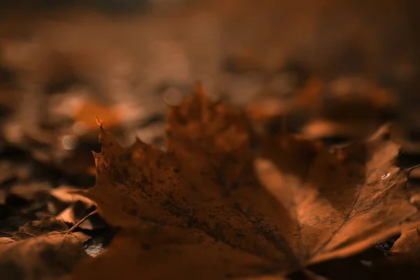 Fondo Otoño Hojas Amarillas Caídas Del Árbol —  Fotos de Stock