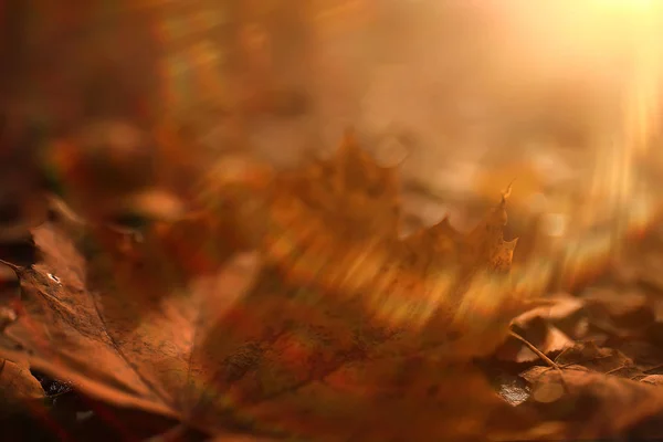 Zonnige Herfstdag Achtergrond Mooie Herfstbladeren Zonlicht — Stockfoto