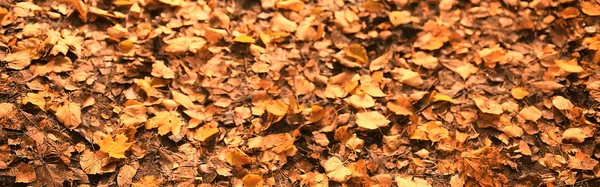 Yellow Fallen Autumn Leaves Background Texture Fallen Leaves — Stock Photo, Image