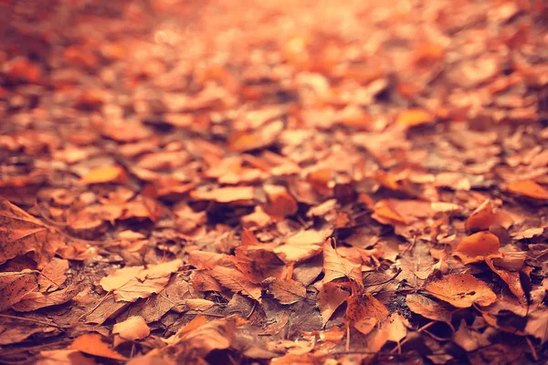 Fondo Otoño Con Hojas Amarillas Caídas Árbol — Foto de Stock