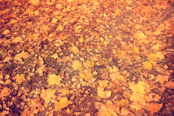 Осенний Фон Желтыми Листьями Упавшими Дерева — стоковое фото