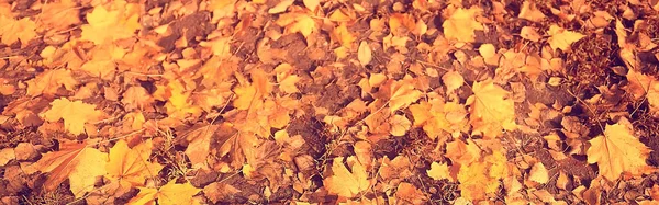 Yellow Fallen Autumn Leaves Background Texture Fallen Leaves — Stock Photo, Image