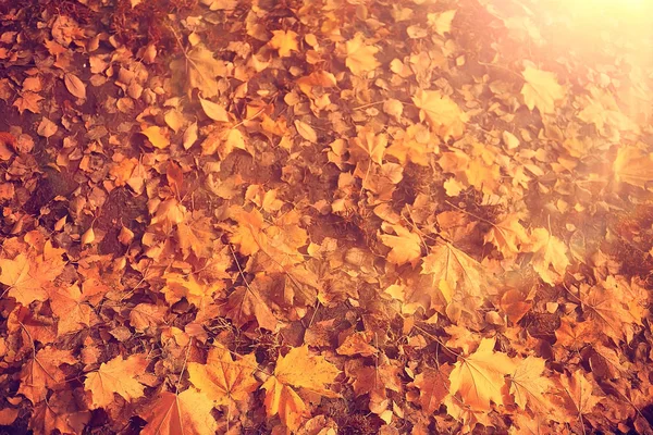 Sunny Autumn Day Background Beautiful Autumn Leaves Sunlight — Stock Photo, Image