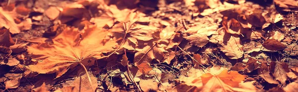 Gelb Abgefallene Herbstblätter Hintergrundstruktur Der Abgefallenen Blätter — Stockfoto