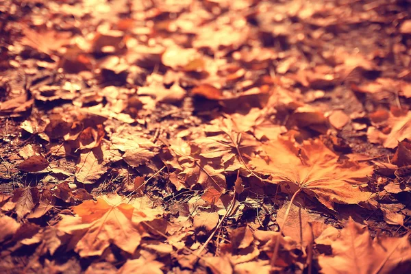 Autumn Background Yellow Leaves Fallen Tree — Stock Photo, Image