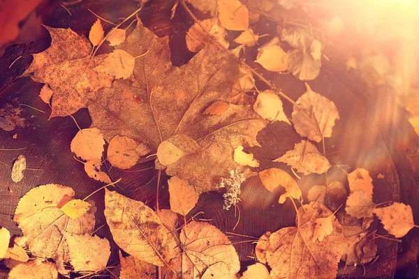 Sunny Autumn Day Background Beautiful Autumn Leaves Sunlight — Stock Photo, Image