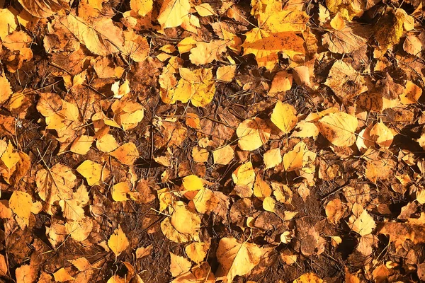 Podzimní Pozadí Žluté Listy Padlých Stromu — Stock fotografie