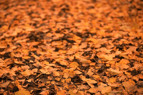 Outono Fundo Com Folhas Amarelas Caídas Uma Árvore — Fotografia de Stock