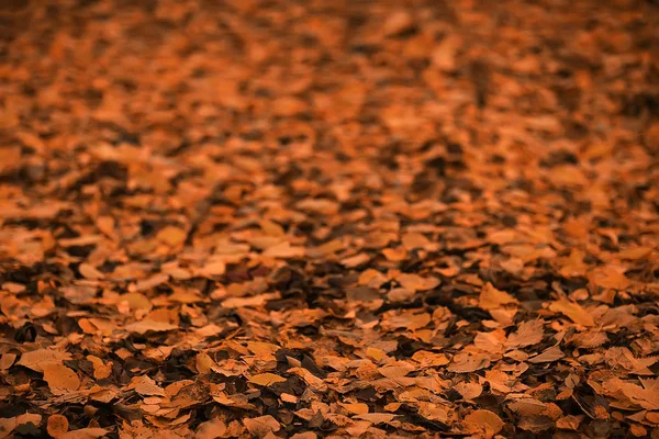 Sfondo Autunno Con Foglie Gialle Cadute Albero — Foto Stock