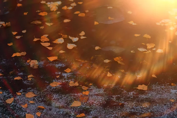 Zonnige Herfstdag Achtergrond Mooie Herfstbladeren Zonlicht — Stockfoto