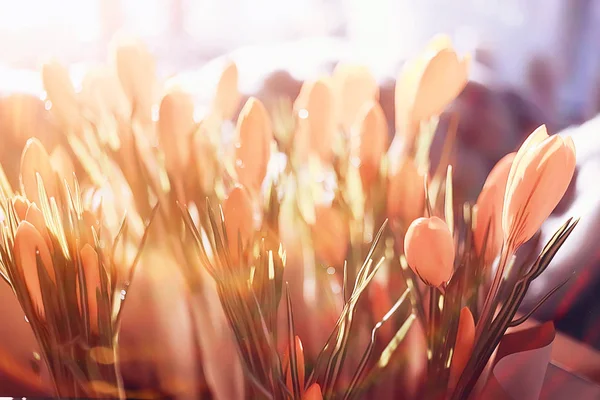 Zonnestralen Schittering Een Boeket Van Wild Geel Veld Bloemen — Stockfoto