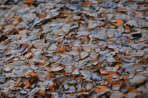 Autumn Background Yellow Leaves Fallen Tree — Stock Photo, Image