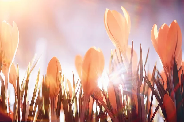 Сонячні Промені Відблиски Букет Квітів Дикого Жовтого Поля Весняний Фон — стокове фото