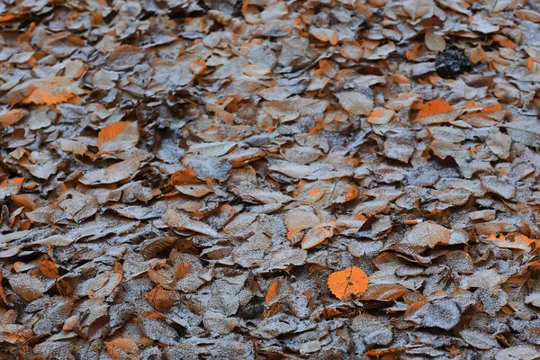 Hösten Bakgrund Med Gula Blad Fallit Från Ett Träd — Stockfoto