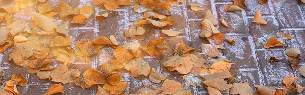 Žluté Podzimní Spadané Listí Texturu Pozadí Spadaného Listí — Stock fotografie