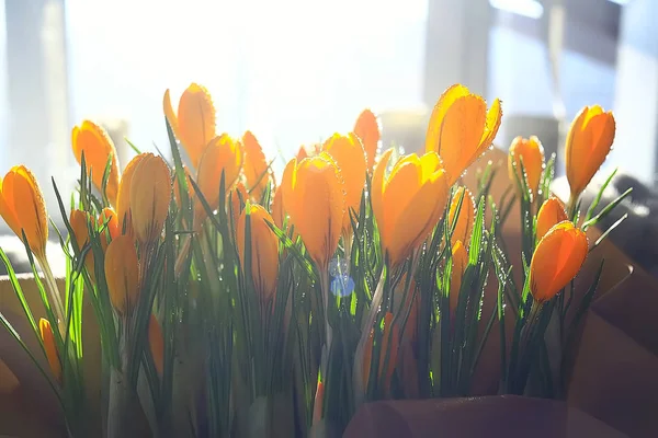 Сонячні Промені Відблиски Букет Диких Жовтих Польових Квітів — стокове фото