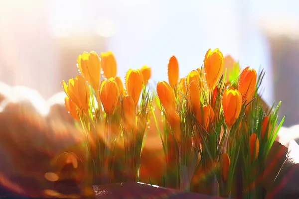 Солнечные Лучи Блики Букете Диких Желтых Полевых Цветов Весенний Фон — стоковое фото