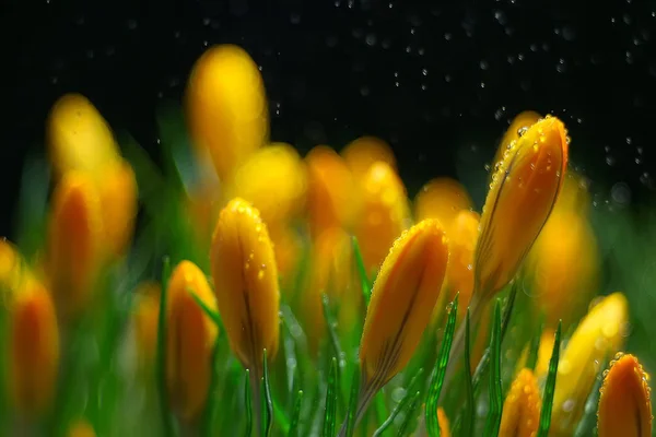 Ramo Flores Silvestres Primavera Con Gotas Agua — Foto de Stock