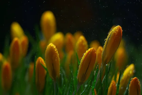 Bouquet Spring Wild Flowers Water Drops — Stock Photo, Image