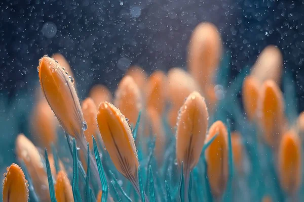 Olağandışı Mavi Bahar Çiçekleri Yay Arka Plan Vahşi Güzel Çiçek — Stok fotoğraf