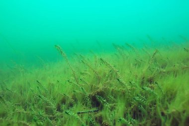 Yeşil Dünya yosun derinlemesine sualtı gölet ekosistem  