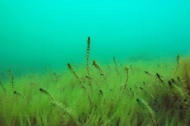 Yeşil Dünya yosun derinlemesine sualtı gölet ekosistem  