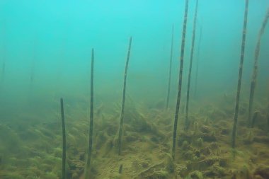 Yeşil Dünya yosun derinlemesine sualtı gölet ekosistem  