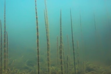 balıklar mangrov orman sualtı görünümünü