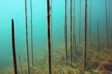 balıklar mangrov orman sualtı görünümünü