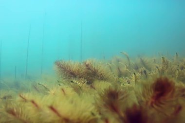 Yeşil Dünya yosun derinlemesine sualtı gölet ekosistem  