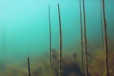ağaçlar sualtı taze su / dalış sualtı fotoğraf dünya, ekosistem sualtı manzara sular altında