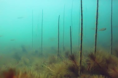 Yeşil Dünya yosun derinlemesine sualtı gölet ekosistem  