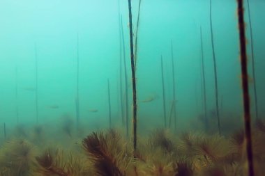 Yeşil Dünya yosun derinlemesine sualtı gölet ekosistem  