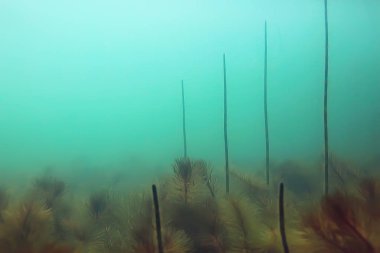 Yeşil Dünya yosun derinlemesine sualtı gölet ekosistem  