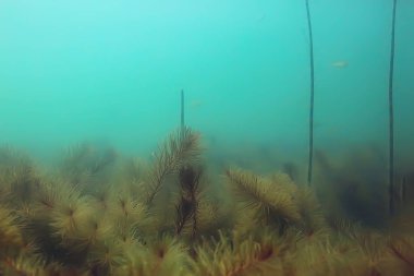 Yeşil Dünya yosun derinlemesine sualtı gölet ekosistem  