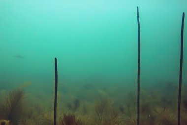 ağaçlar sualtı taze su / dalış sualtı fotoğraf dünya, ekosistem sualtı manzara sular altında