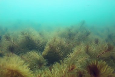 Yeşil Dünya yosun derinlemesine sualtı gölet ekosistem  