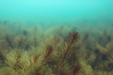 Yeşil Dünya yosun derinlemesine sualtı gölet ekosistem  