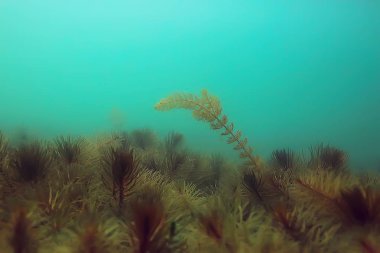 Gölet alt ALG yakın çekim