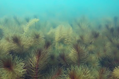 Gölet alt ALG yakın çekim