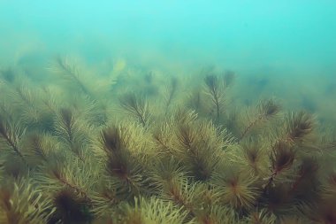 Gölet alt ALG yakın çekim