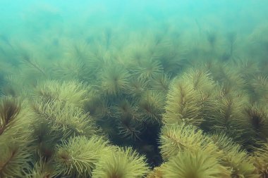 Gölet alt ALG yakın çekim